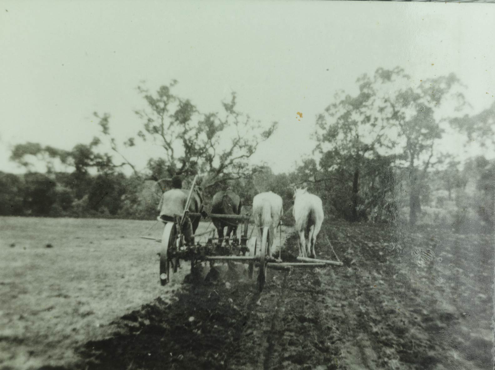 Moore River Native Settlement ploughing the farm