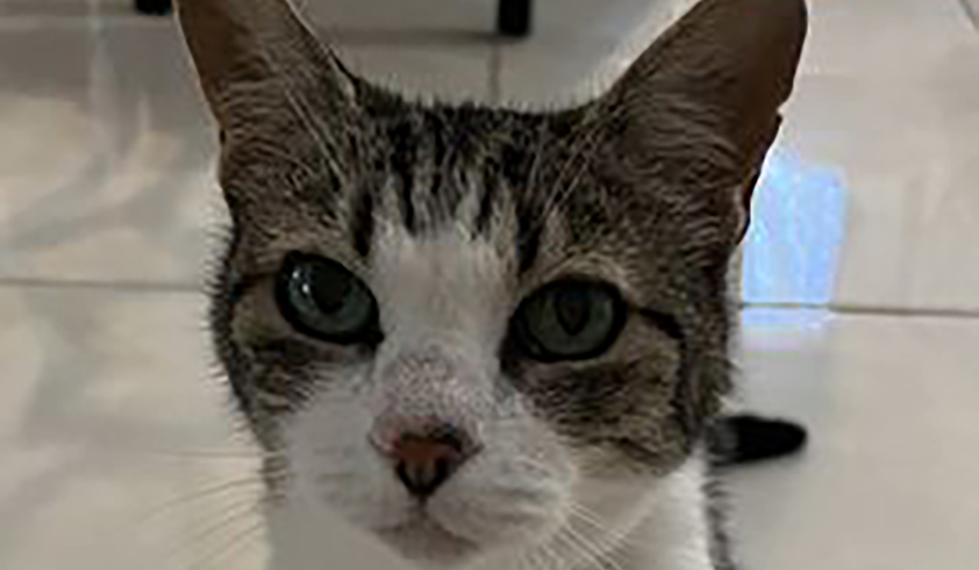 Close up of a black and white cat's head