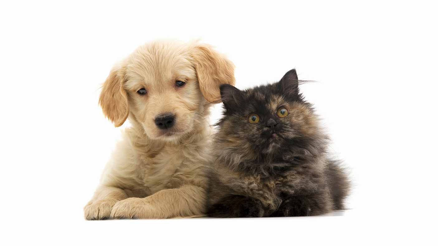 A cat and a dog on a white background