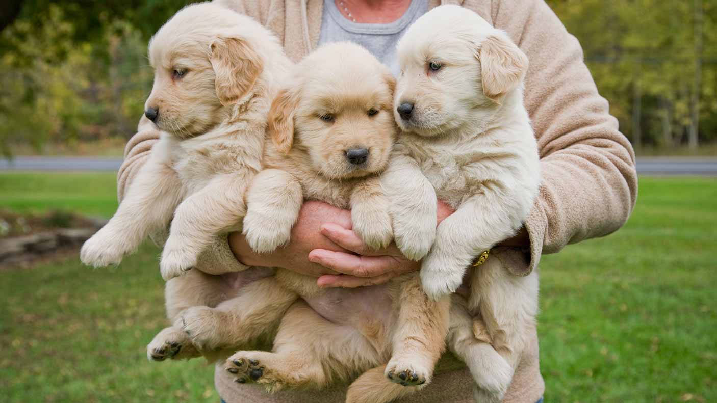 A person holds a litter of 3 yellow labrador puppies