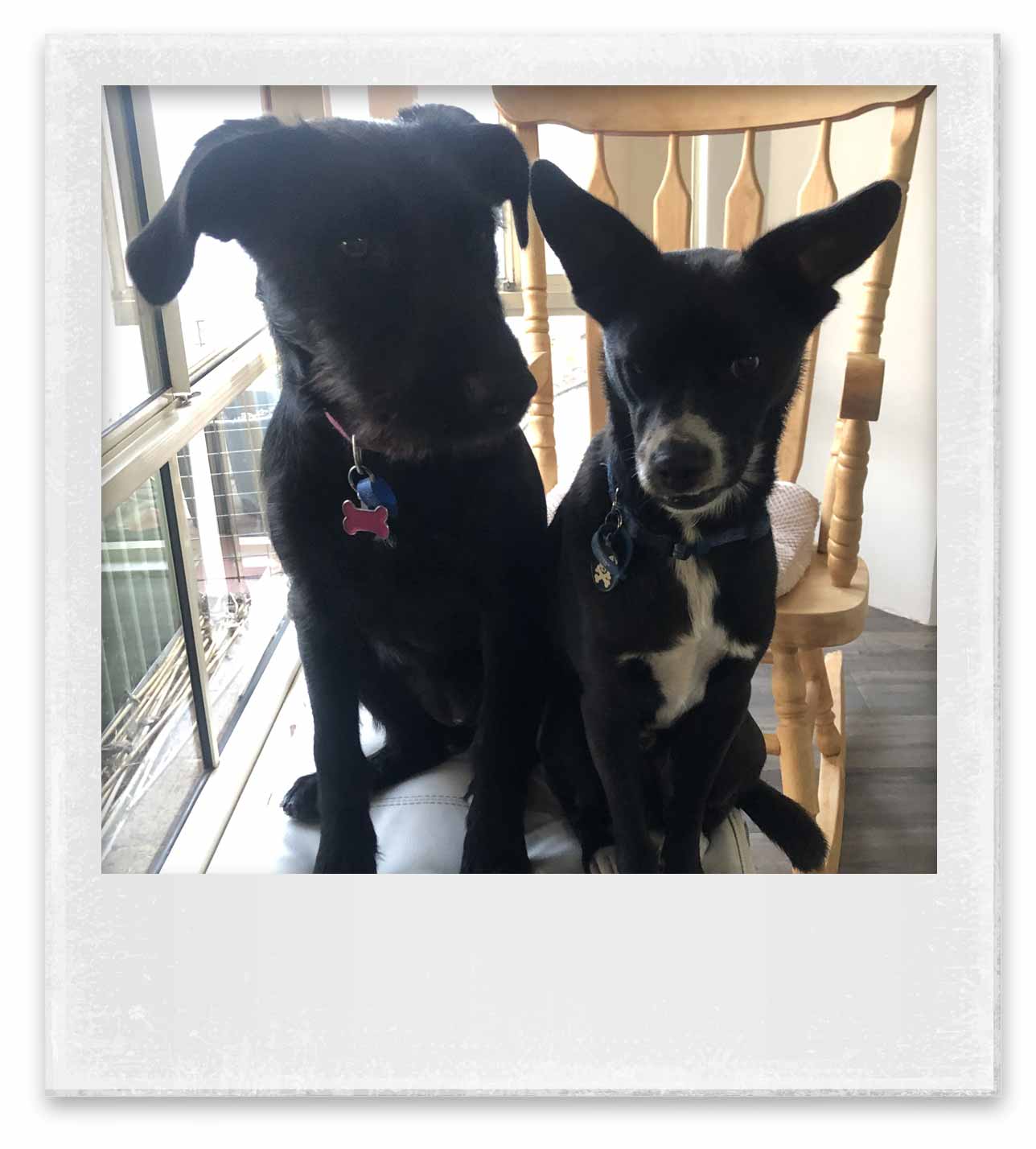 2 black dogs sit on a chair, posing for the camera.