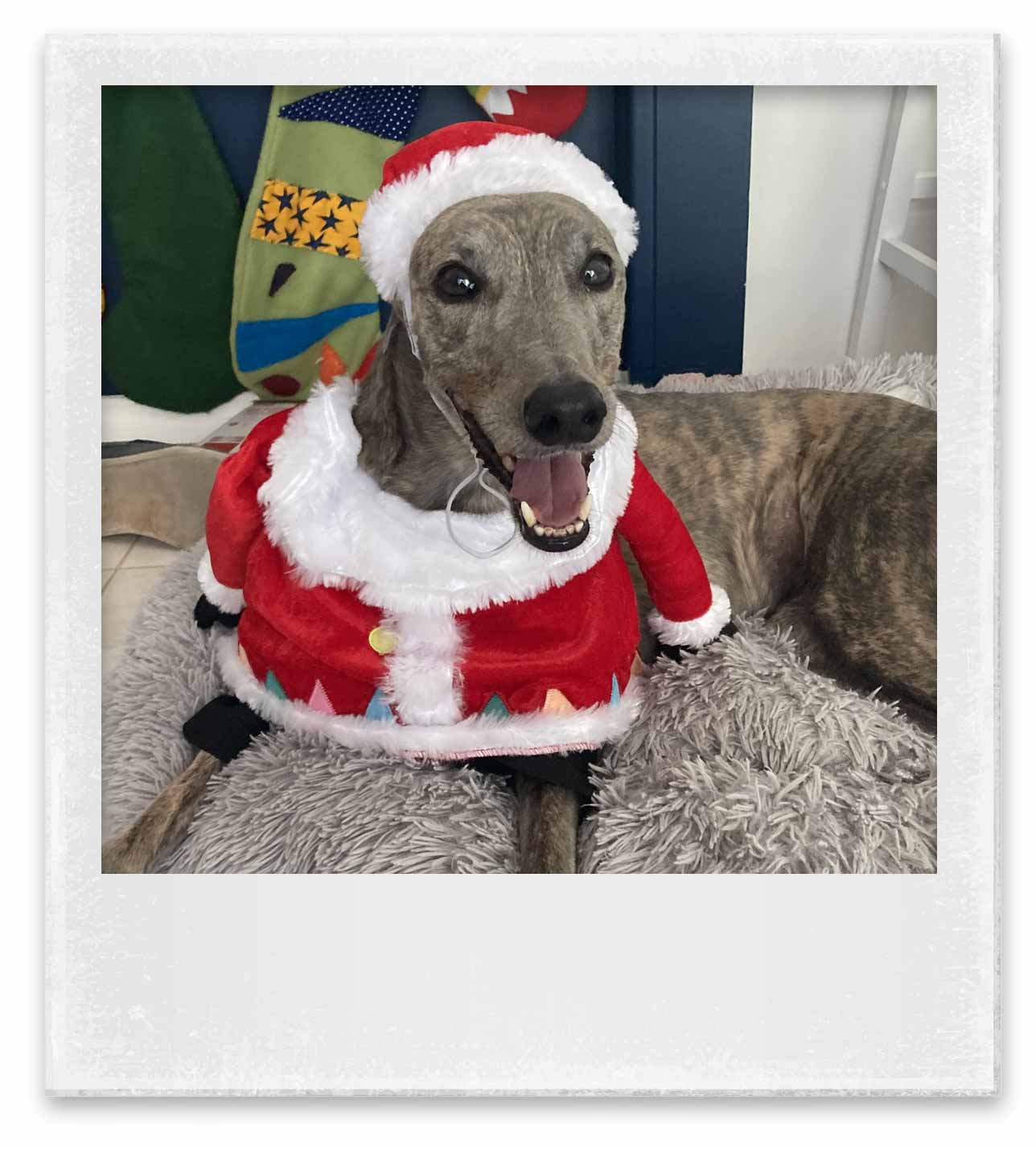 Greyhound sitting on its bed, wearing a Santa coat and hat.