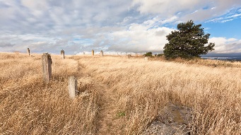 Stock image of gravestones in a field