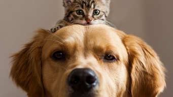 Image of a cat sitting on a dogs head
