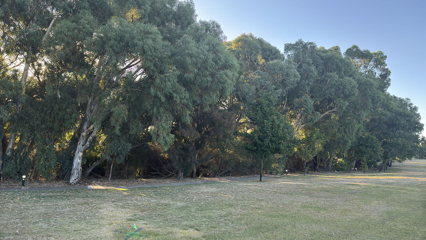 A row of trees and grass at Riverside Gardens Bayswater