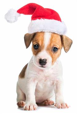 Puppy with a Santa hat