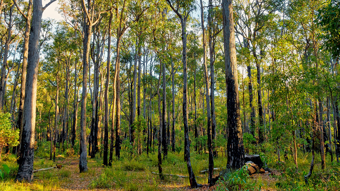 The forest near Dwellingup