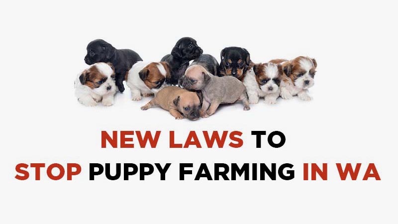 New laws to stop puppy farming in WA. Image of a group of puppies.