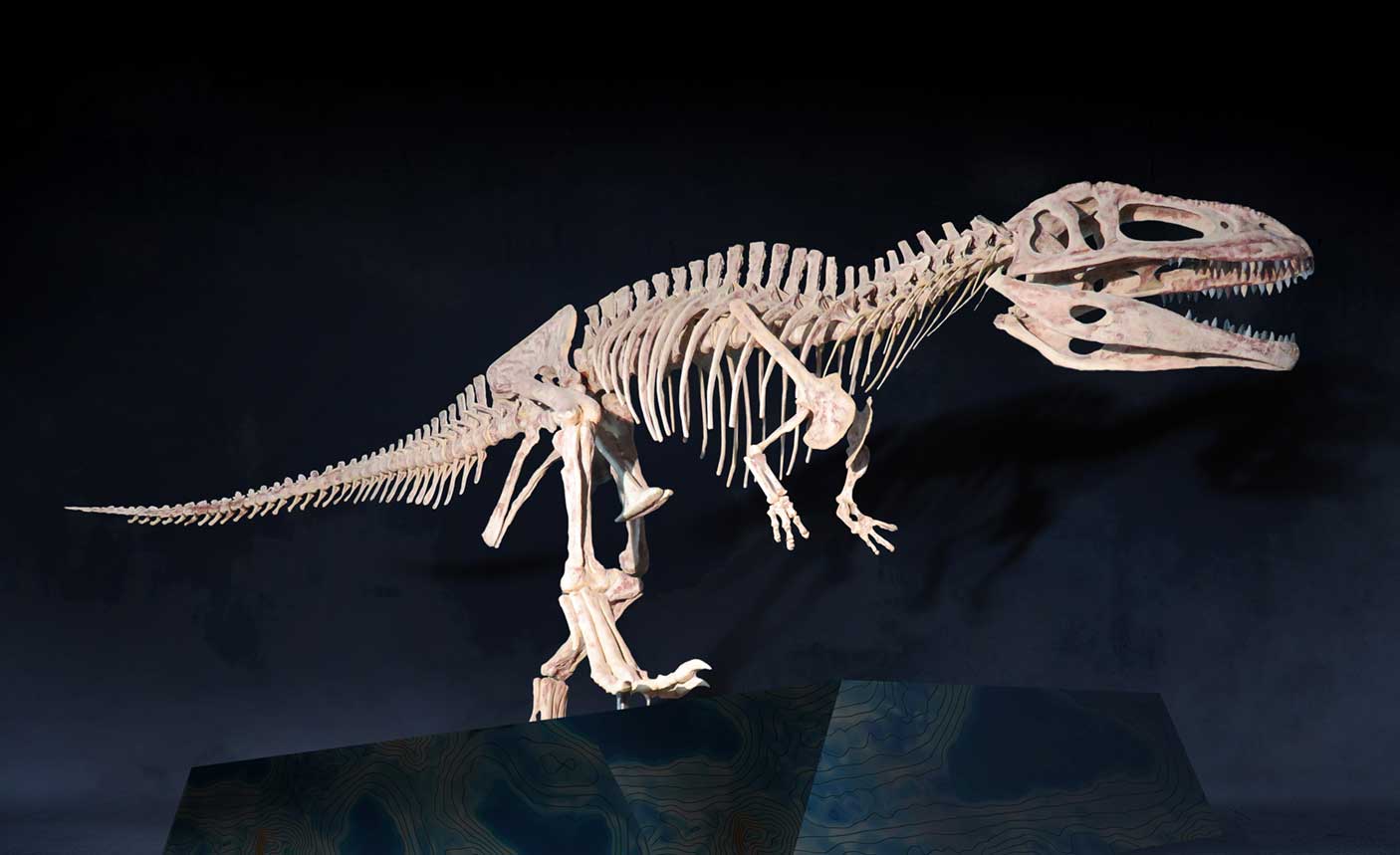 Tyrannotitan chubutensis fossil display at the museum